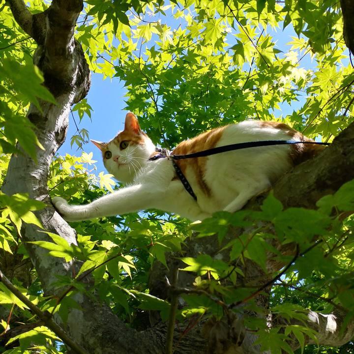 67ab2239 b92b 4753 ab25 ae414f39b929 1526794233922