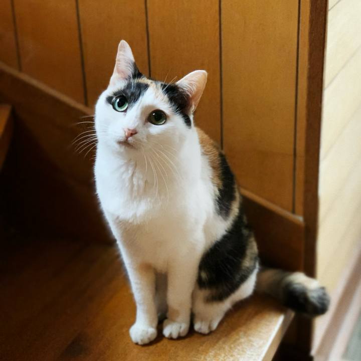 67ac7b24 aac5 4061 9c90 cc0760ab4ac3 1596764302992