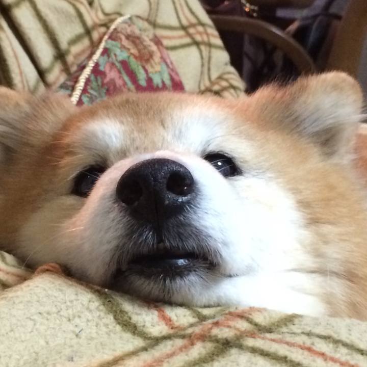 67b60d8e 1e39 4634 8939 0eadd23318af 1514237694384