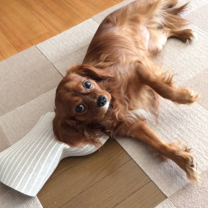 67bffebc 2b14 4049 80e6 522409dd46dd 1521847234539