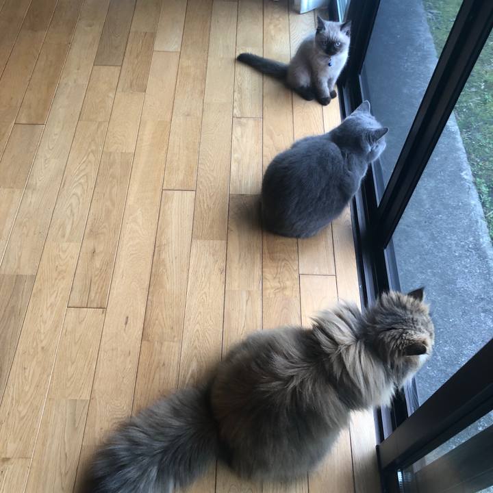 67c03977 52ca 48b5 bf36 69c377ef9e8f 1587443554242