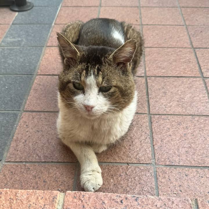 67c1d86f 728b 492e a2ce a13c219803f3 1774753457056