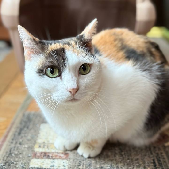 67c2690b adf4 43e6 95f6 46dc0b647e56 1764293164848