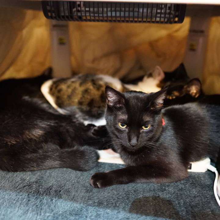 67c35154 7123 42df bdac fcb5cab2e2d5 1545663120593