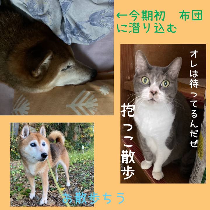 67c41b22 dccb 4b12 ac8b c8f6bc8b737e 1700786559178