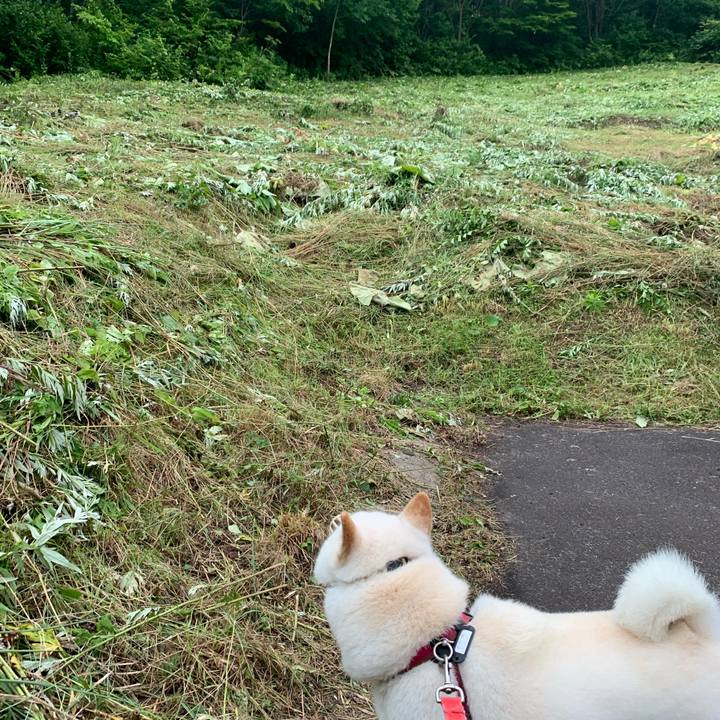 67cc3973 ba2e 4018 8458 1b369e8c93fe 1595536872502