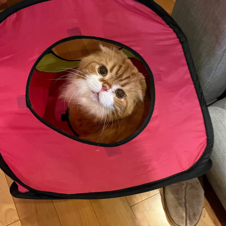 67ce7d08 5ab2 46ae af66 e589d34816d5 1769074672843