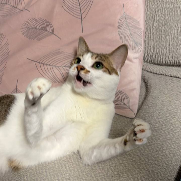 67cf225d 2fdd 4670 b595 bc3a0fdae390 1767661048347