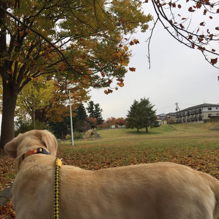 67d6a66c c590 405d 9ead 43e8fe650bbc 1510104239906