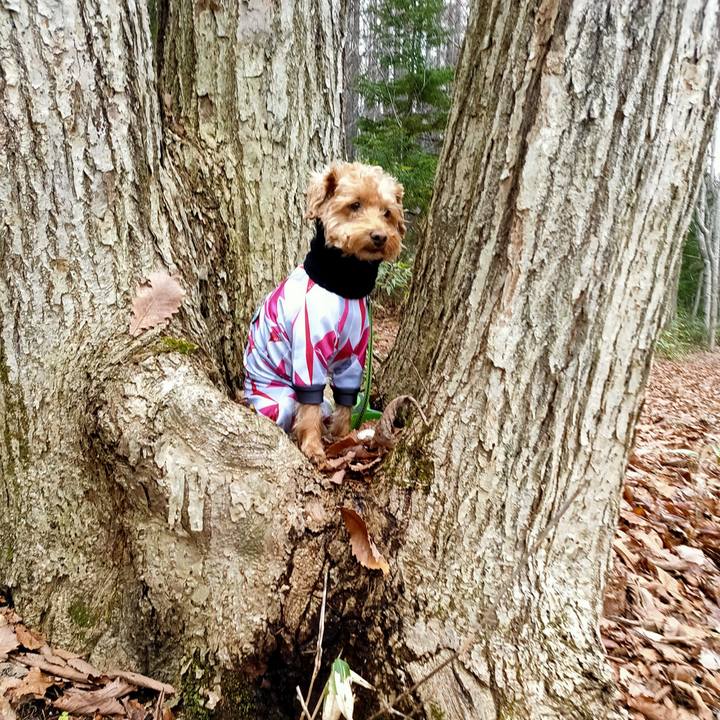 67d873dc 189a 439c a0d2 9a493d1e6a8b 1606540147027