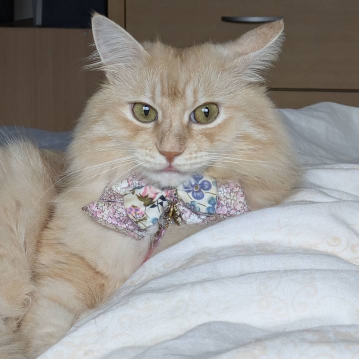 67da353d cdb5 412f af89 2d72e0431808 1760052359717