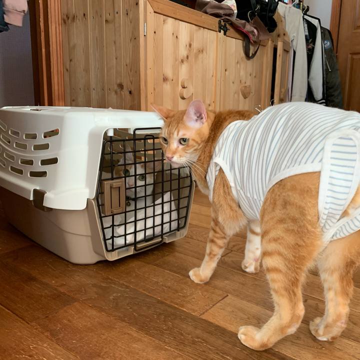 67df7fa3 3ce1 486a 9d18 d943281c8bbd 1571022401595