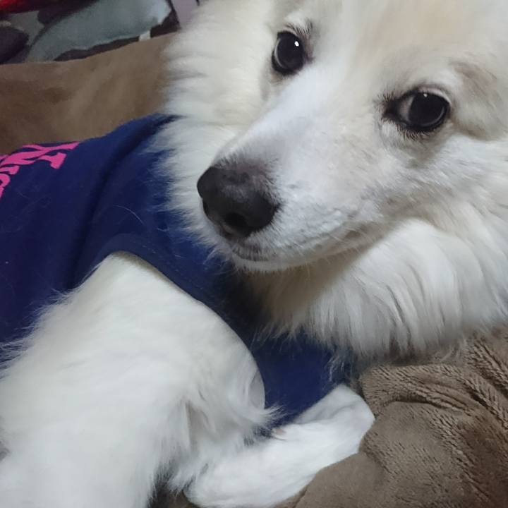 67e03c99 11fd 46c9 a45a 9fd91dc3dc7f 1509742087965