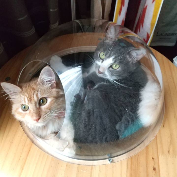 67e1a72a 12c2 4001 8a4b a1d4e2a3be8c 1626161863921