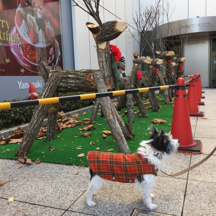 67e1ba2b b030 4225 8b1c 93802ed6ed85 1512906953558