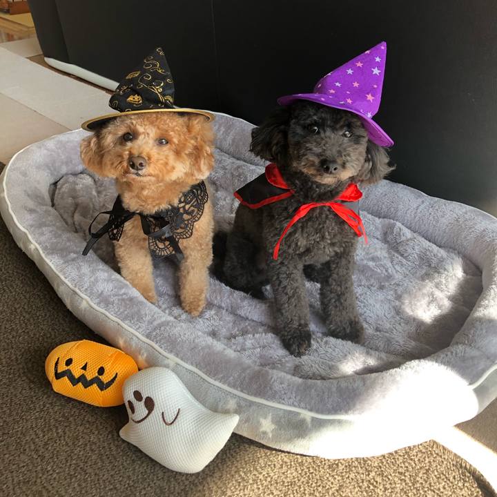 67e9a55c d8c0 47f5 b312 c254f413cad6 1604122079914