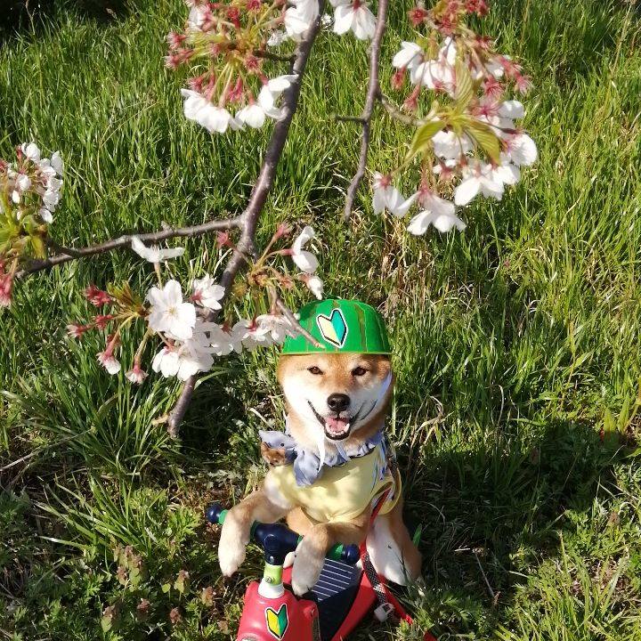 67ebd95a fa54 4c78 a103 8d71bce191f8 1585990137110