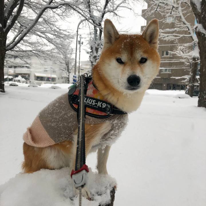 67ef310d c438 47f0 976c 54ec592ebcdc 1549421660450