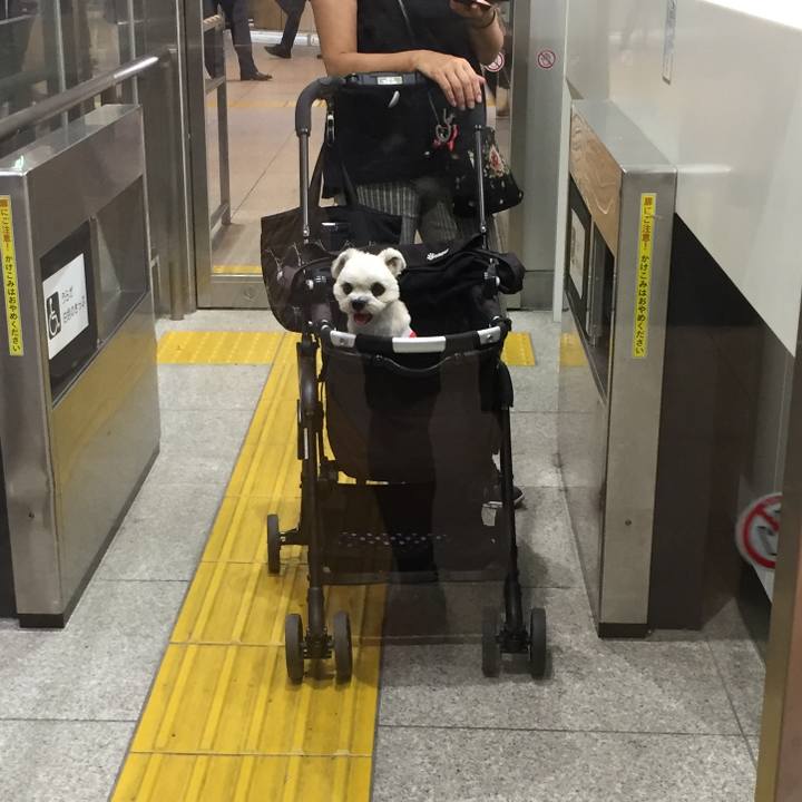 67f2ae81 7234 4e5d 90f1 17f0e098660e 1535674256176