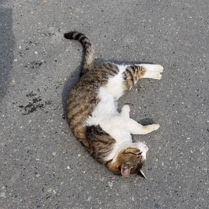 67f42535 3706 4234 bcc8 63c8bbc25f07 1591273159447