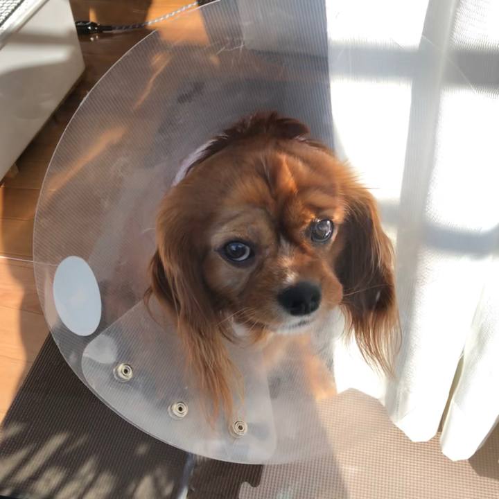 67f9a3dc f214 47a1 a3e1 900eaed28bbc 1582583266177