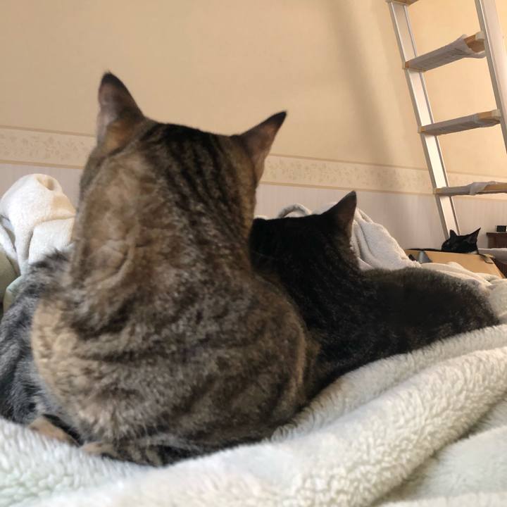 67fe6135 dee5 4403 8465 5ef561a6ba09 1542000720824