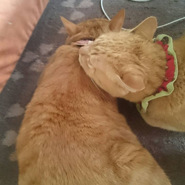 67ffde99 8a8d 478d b7a5 3a4ae88b308f 1512359288349