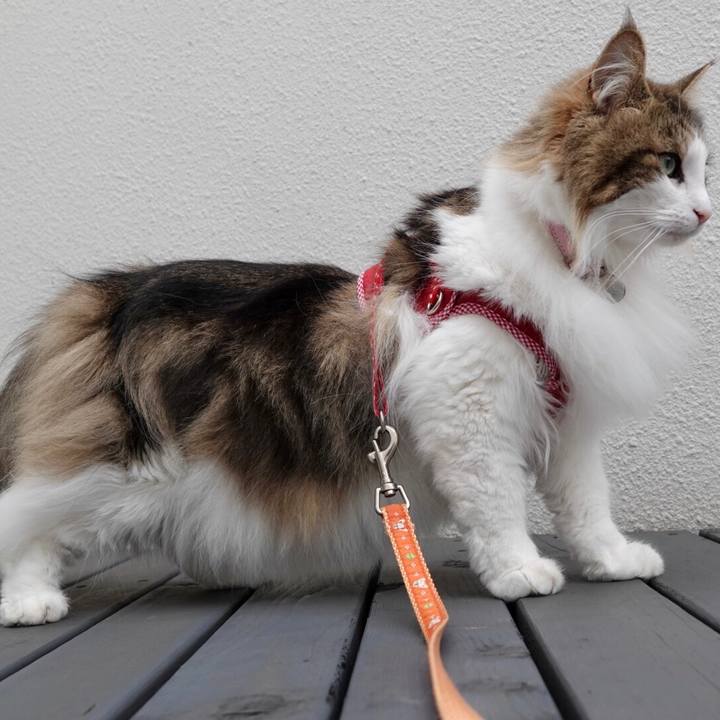 68002366 f867 47d9 9d37 b98c3557e68f 1560381422426