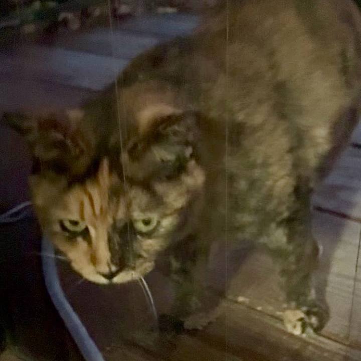 68008e7b da54 4516 9728 9e4033ebe86e 1763720754170