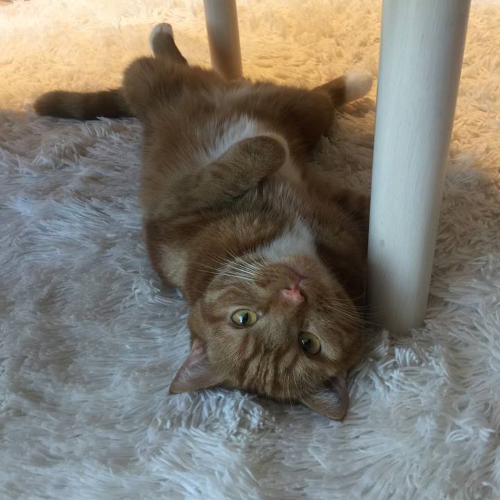 6800b72a 63f3 48c3 9f18 c1167305fc2d 1531622460448