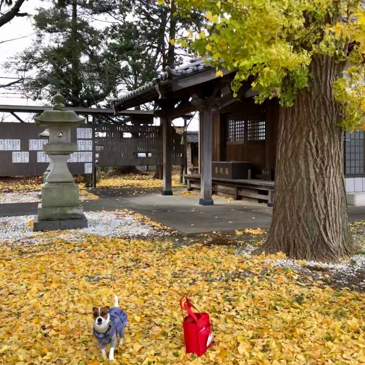 68033a9a ce6e 4d0f 82a1 ab92e4d513ca 1544670889798