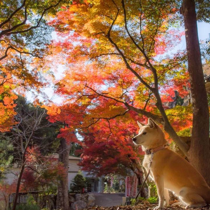 6804a191 5f53 4306 8a92 851de4e59a48 1512442957064