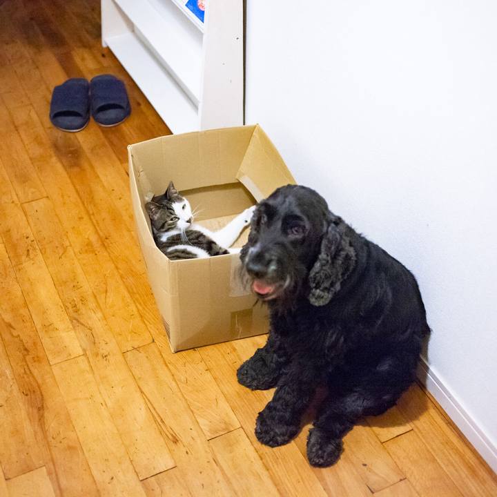 6804a8fc 5a51 4942 a36a 9fff462c4628 1566919512792