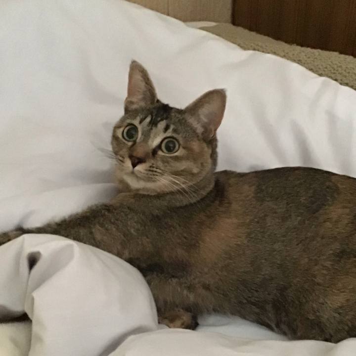 6804fae6 358a 4b83 925b 024fe933f227 1586382206154