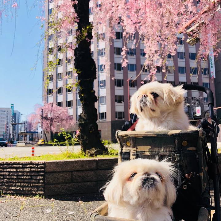 68087640 73a3 4732 8475 8c3fecb505a4 1586074655346