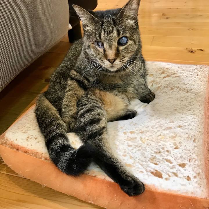 6808fe89 7779 4768 926d a697df3df60c 1598761176844