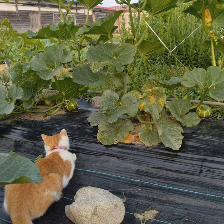 68091803 b53b 41b2 98a2 6b440e3d8eab 1750369316957