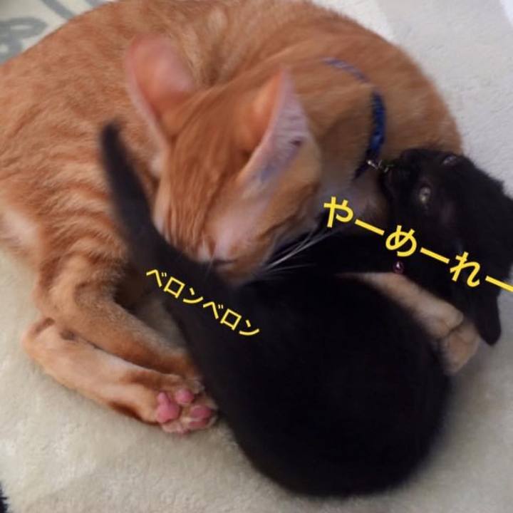 6809fe3a 863e 405c a2d4 60cbb2571ed9 1604742811708