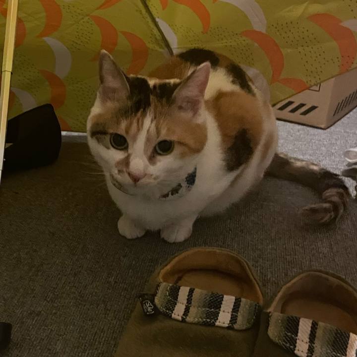 680ce1a2 10f2 4fc8 a1ac 6e6881e36024 1713794783902