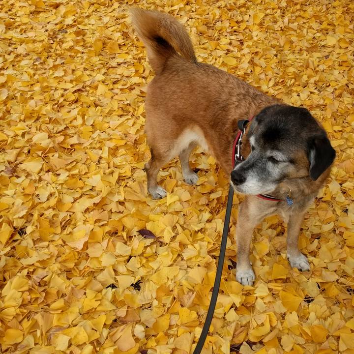 680dcece 67e2 482c 9b9a 3c59166f2e77 1544234397796