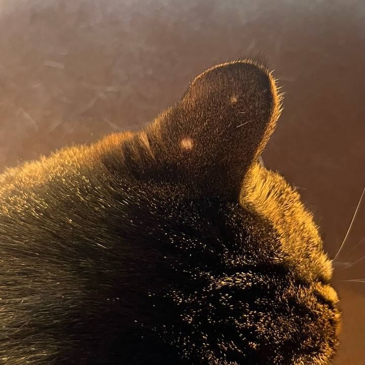 680f778b abd6 4500 af34 1936b59fec4e 1758782801881