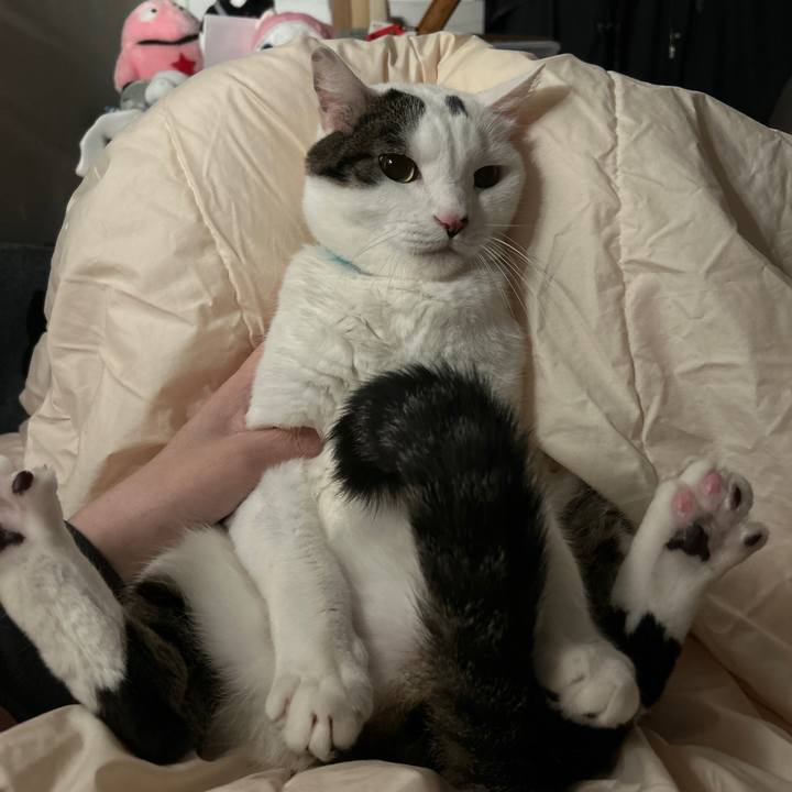 6810620c d9d1 4046 b108 799a9b142100 1765847346190