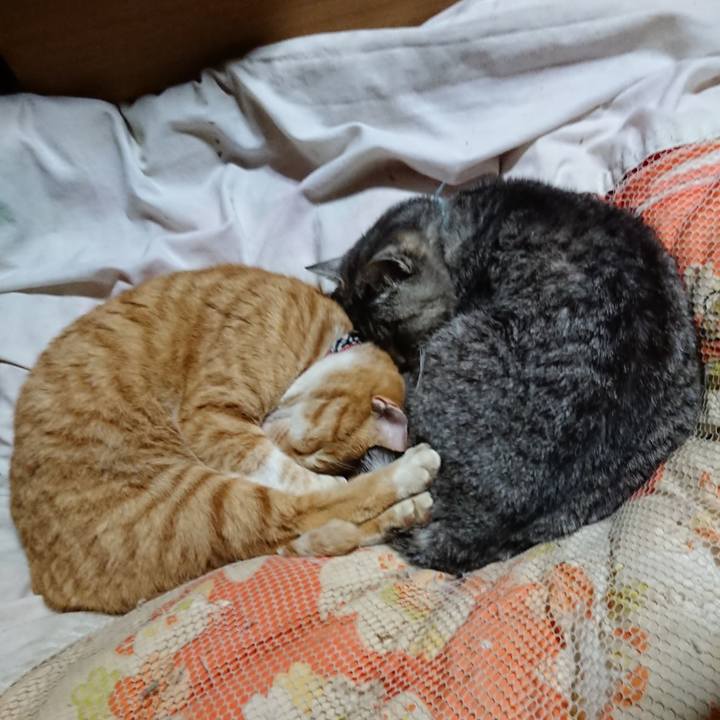 6810f440 d402 4240 af9e 80688131ce23 1574522571997