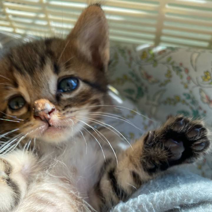 68112b9f 36e5 40cb b221 6a238d2f9234 1634544644792