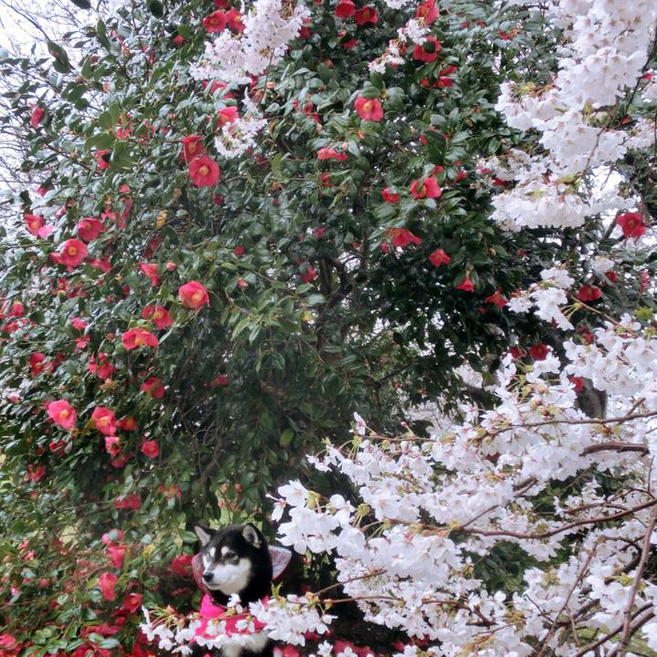 6812aa93 fa07 4f56 9c72 09ed05784437 1523569916620