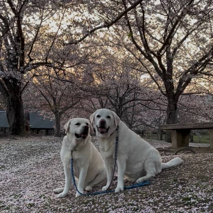 68134a67 360f 4f0d 97a9 94274caa4197 1764222721710