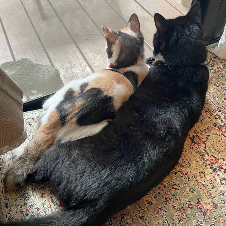 6813bcfd 1fdc 4a12 a781 a60f80ba7e0b 1727665747827