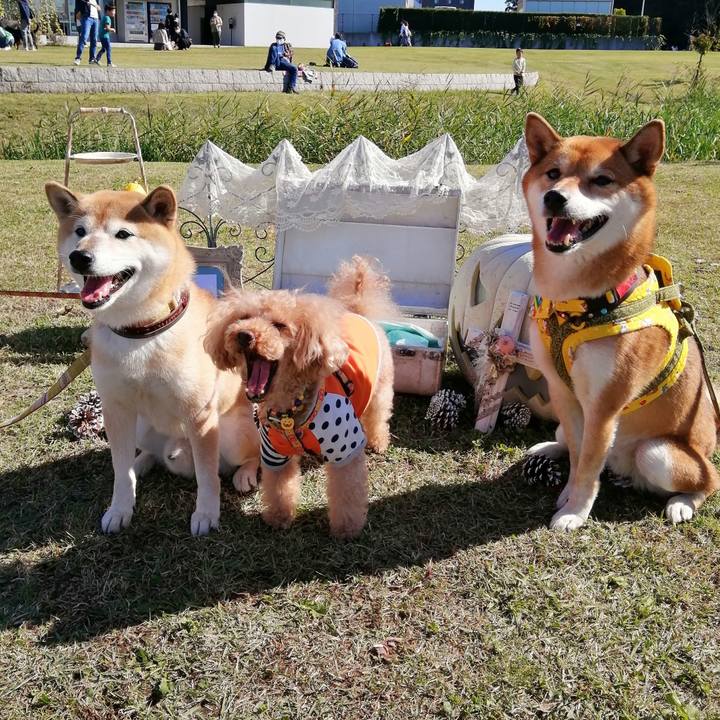 681499ae 0cd3 4e95 bed7 36fe0db77c99 1603617362347