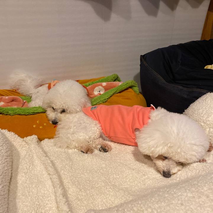 6815bf46 17bb 4d87 94a9 1ac0c48848d7 1770206920423