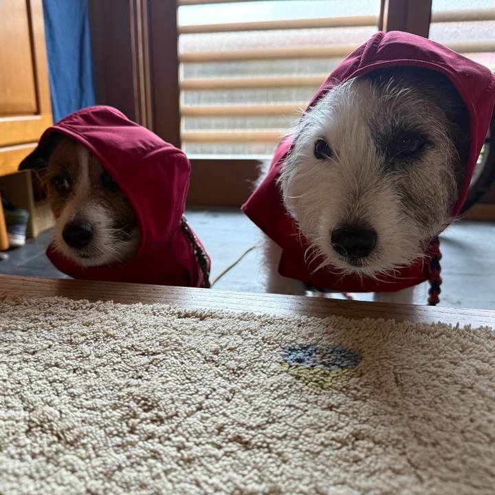 6819fc90 75dc 40d7 8a45 55965945016d 1746574971511